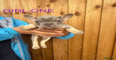 French Bulldog dogs - Advert 2