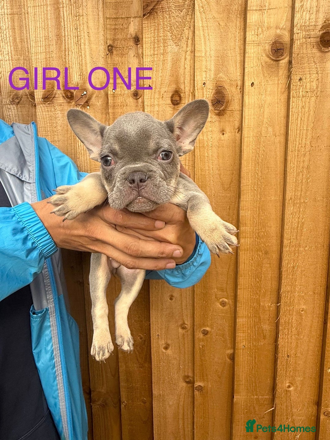 French Bulldog dogs for sale: French Bulldog Puppies - Image 3