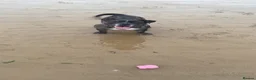 American Bully dogs for sale: Pocket bully  in Sunderland - Advert 6