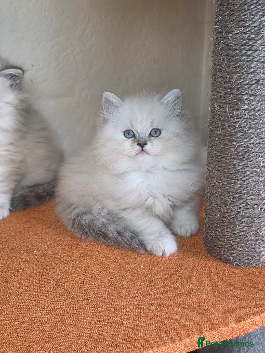 British Shorthair cats for sale:  🐾 Only 1 Adorable British Shorthair Kitten Left! - Advert 6