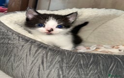 Mixed Breed cats for sale: Kittens  in Lincoln - Image 13