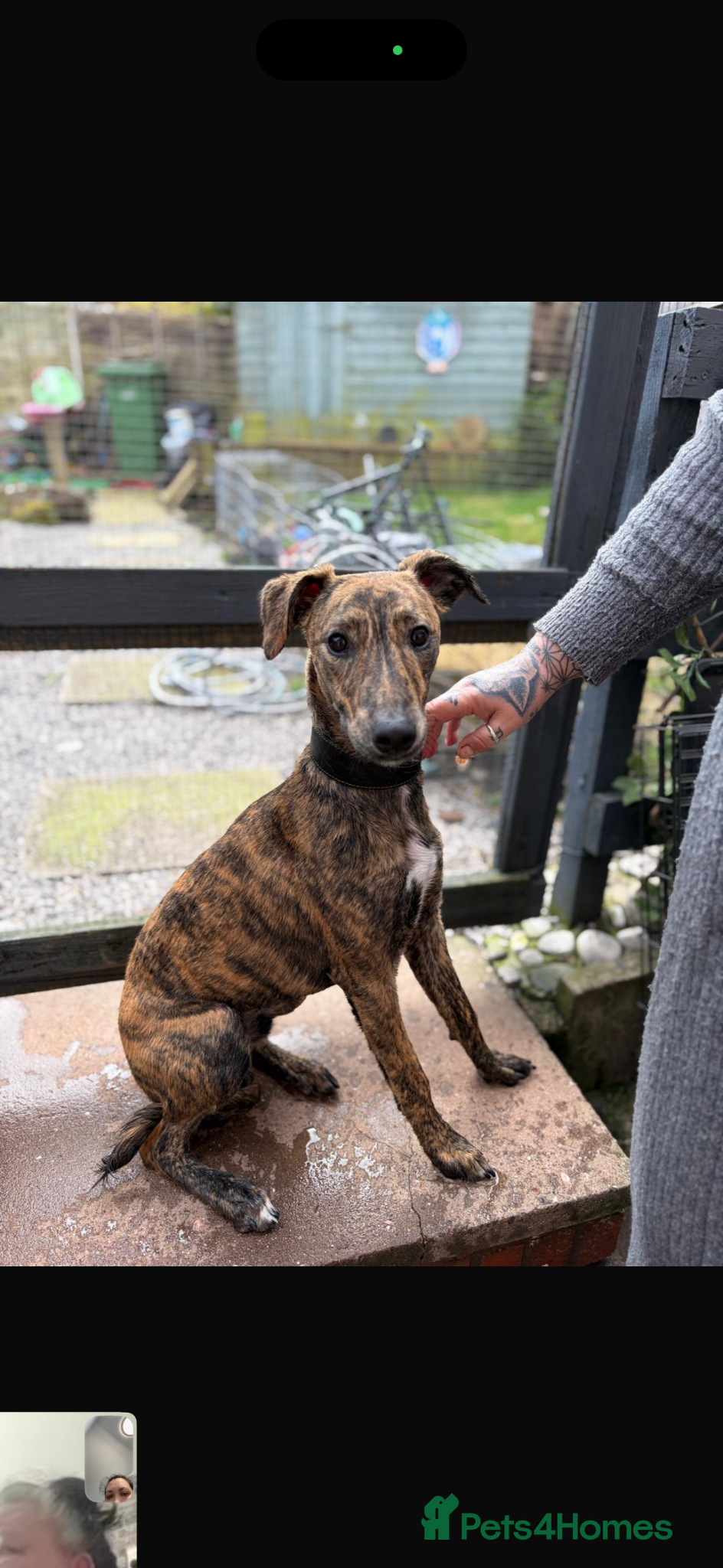 Mixed Breed dogs Bull lurcher  - Advert 1