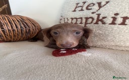Miniature Dachshund dogs for sale: Miniature dachshund puppies  - Image 16