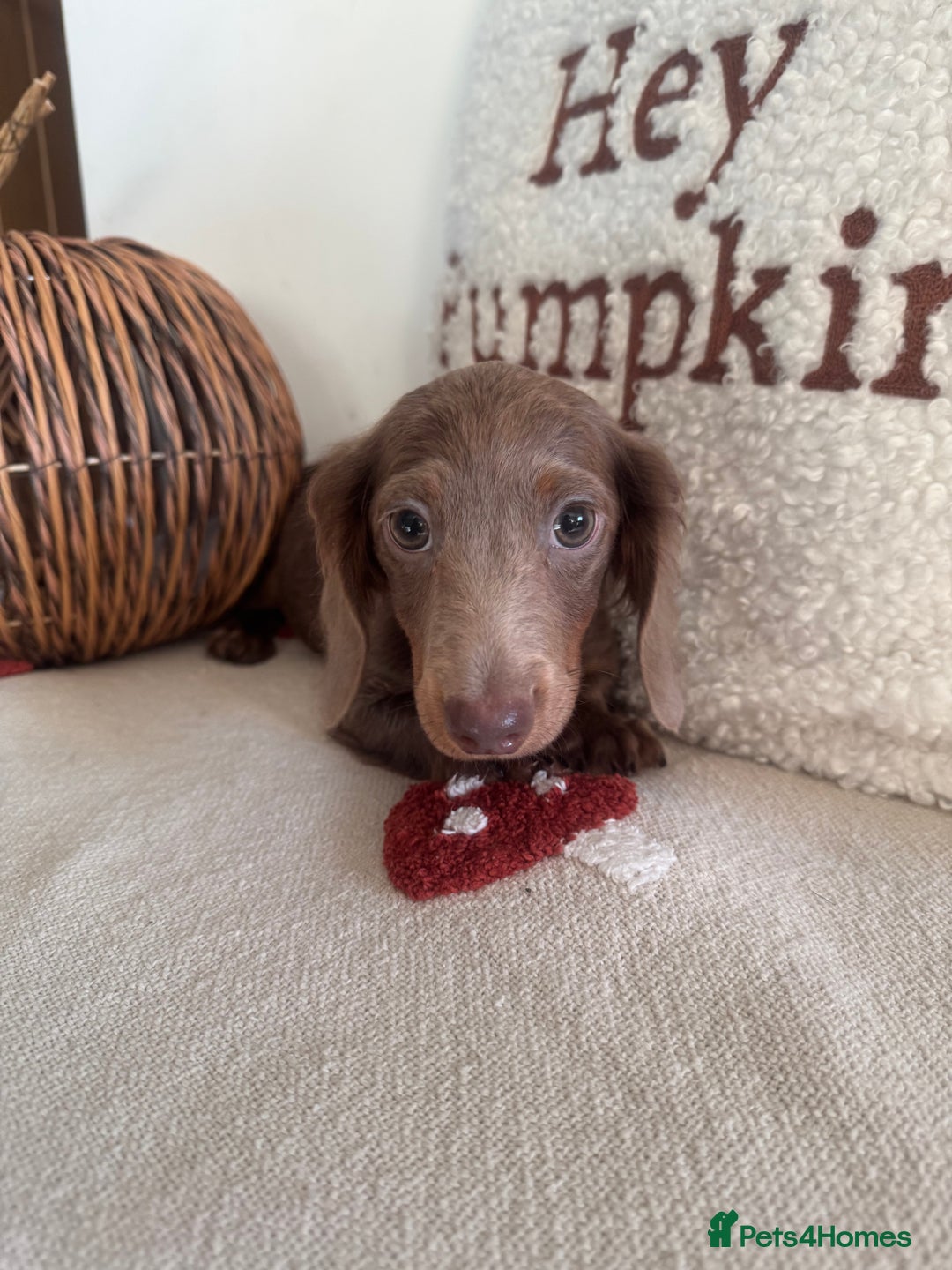 Miniature Dachshund dogs for sale: Miniature dachshund puppies  - Image 16