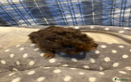 Guinea Pig rodents for sale: Lots of lovely baby guinea pigs - Image 2
