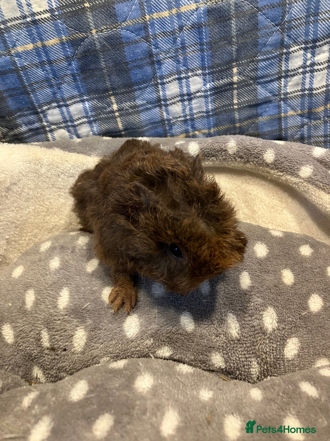 Guinea Pig rodents for sale: Lots of lovely baby guinea pigs - Image 2