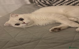 Scottish Fold cats for sale: White Scottish Fold Female looking for loving home - Image 4