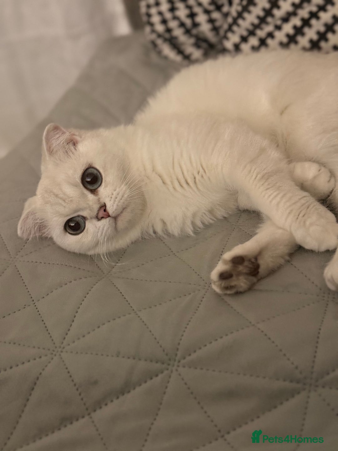 Scottish Fold cats for sale: White Scottish Fold Female looking for loving home - Image 4
