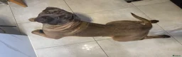 Cane Corso dogs for sale: 1 year old Cane corso “hulk” - Advert 6