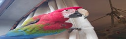 Macaws birds for sale: Semi-tame green wing macaw - Advert 1