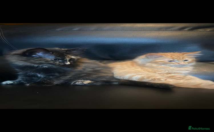 Maine Coon cats - Advert 15