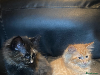 Maine Coon cats - Advert 1