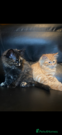 Maine Coon cats - Advert 1