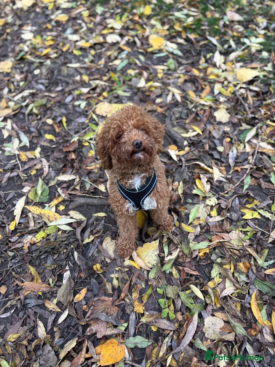 Cockapoo dogs for sale: Dolly💖 - Advert 2