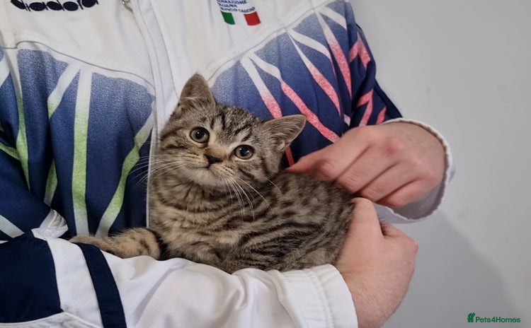 British Shorthair cats in Eastbourne - Advert 8