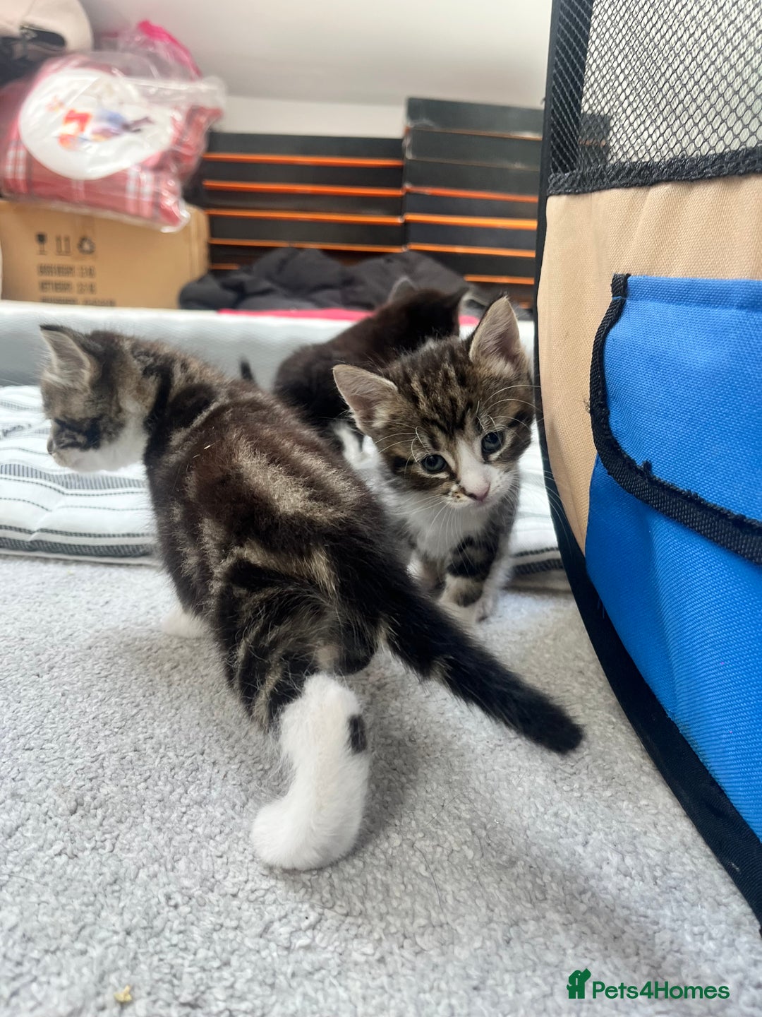 Mixed Breed cats for sale: 8 Gorgeous kittens looking for their forever homes - Image 7