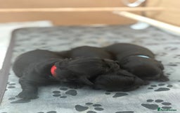 Shihpoo dogs for sale: Shipoo puppies, only 2 boys left  - Image 2