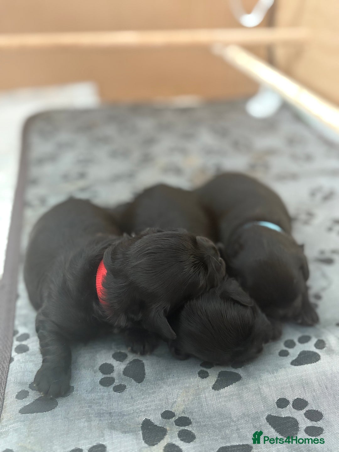 Shihpoo dogs for sale: Shipoo puppies, only 2 boys left  - Image 2