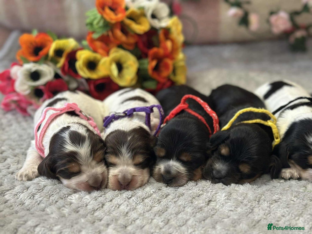 Cocker Spaniel dogs for stud: Chocolate and tan cocker stud  - Image 13