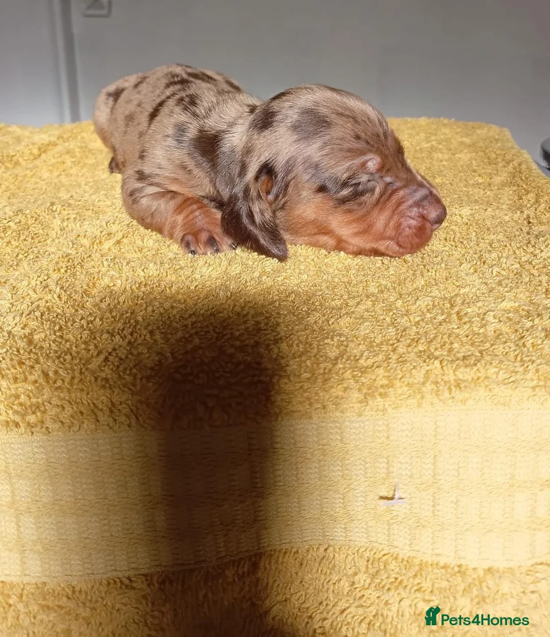 Miniature Dachshund dogs for sale: 🐶❤️Miniature Dachdhund Puppies 🐶❤️ - Advert 1