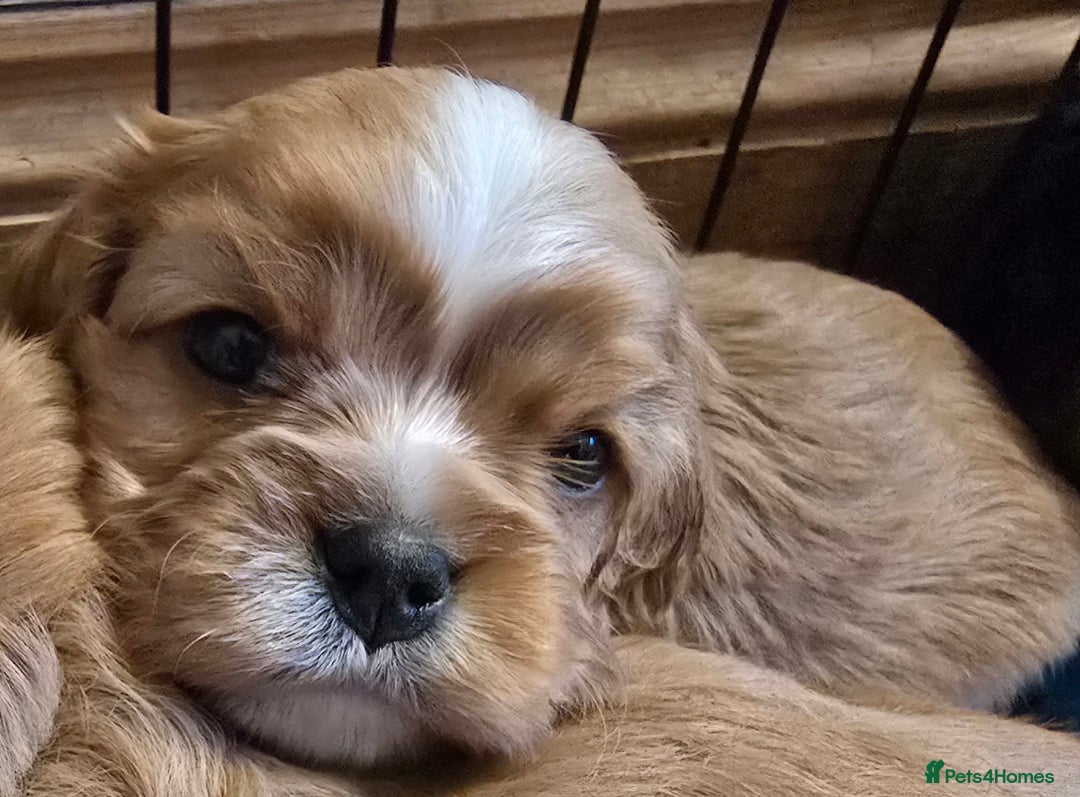 Cavalier King Charles Spaniel dogs for sale: Specialist tested Cavalier King charles  - Image 5