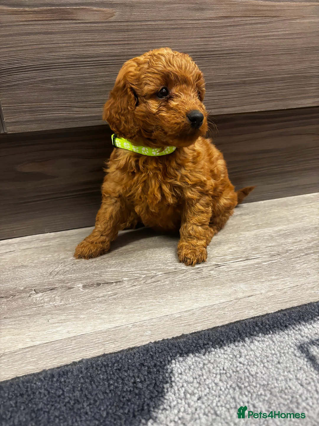 Cockapoo dogs for sale: F1b Cockapoo - Advert 5