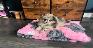 Pomeranian dogs - Advert 10