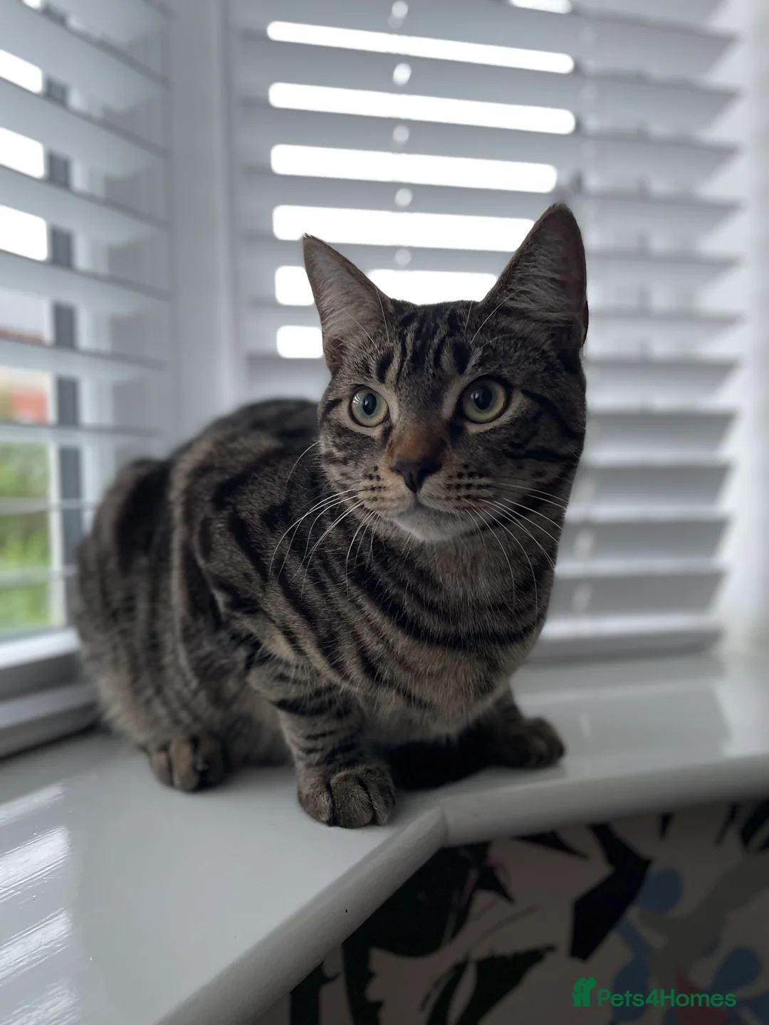 Mixed Breed cats for sale: 2 x male cats - Advert 2