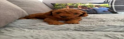 Miniature Poodle dogs for sale: Beautiful KC miniature Poodles - Advert 8