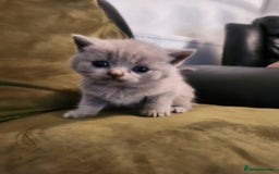 British Shorthair cats for sale: pure breed British shorthair - Image 12