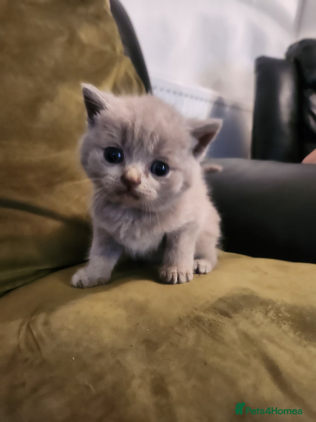 British Shorthair cats for sale: pure breed British shorthair - Image 12
