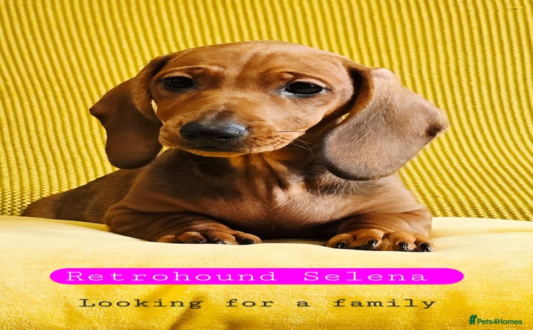 Dachshund dogs - Advert 3