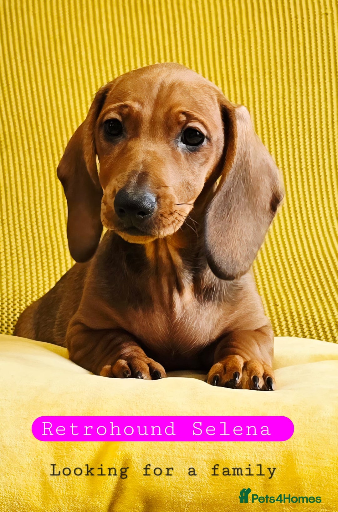 Dachshund dogs for sale: SALE price - KC registered Dachshund puppies  - Image 1