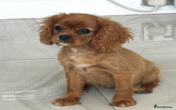Cavalier King Charles Spaniel dogs for sale: Beautiful cavaliers fully health, and heart tested - Image 3