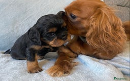 Cavalier King Charles Spaniel dogs for sale: KC Reg CKCS Puppies *health tested parents* - Image 9