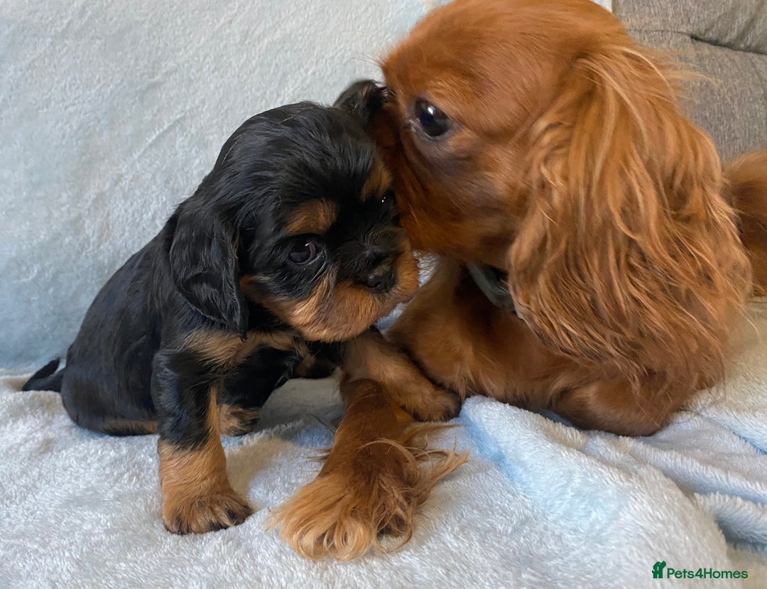 Cavalier King Charles Spaniel dogs for sale: KC Reg CKCS Puppies *health tested parents* - Image 9