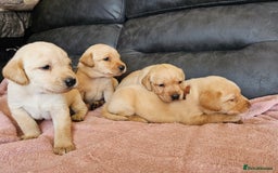 Labrador Retriever dogs for sale: Kc Registered Labrador Puppies  - Image 4