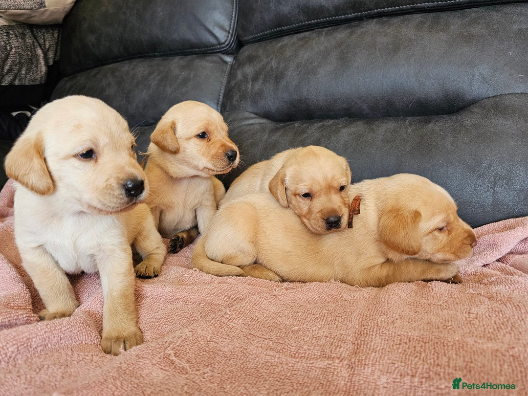 Labrador Retriever dogs for sale: Kc Registered Labrador Puppies  - Image 4