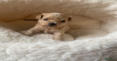 Maltipoo dogs ♦️🐾 Miniature F1 Maltipoo Pedigree & DNA Tested ✅ - Advert 11