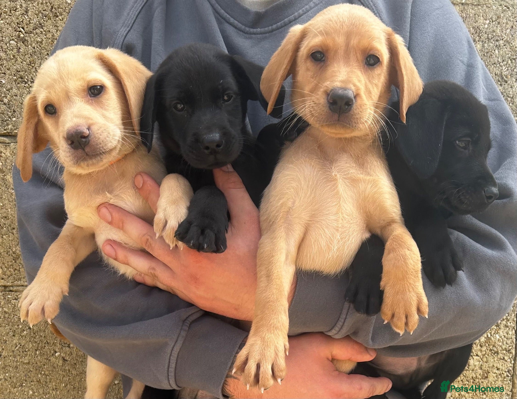 Labrador Retriever dogs Small type KC Labrador Retriever Puppies - Advert 1