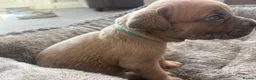 Cane Corso dogs for sale: Cane corso  - Advert 5