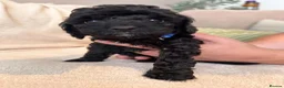 Cockapoo dogs for sale: Beautiful litter of f2 Cockapoo's in Weston-super-Mare - Advert 2