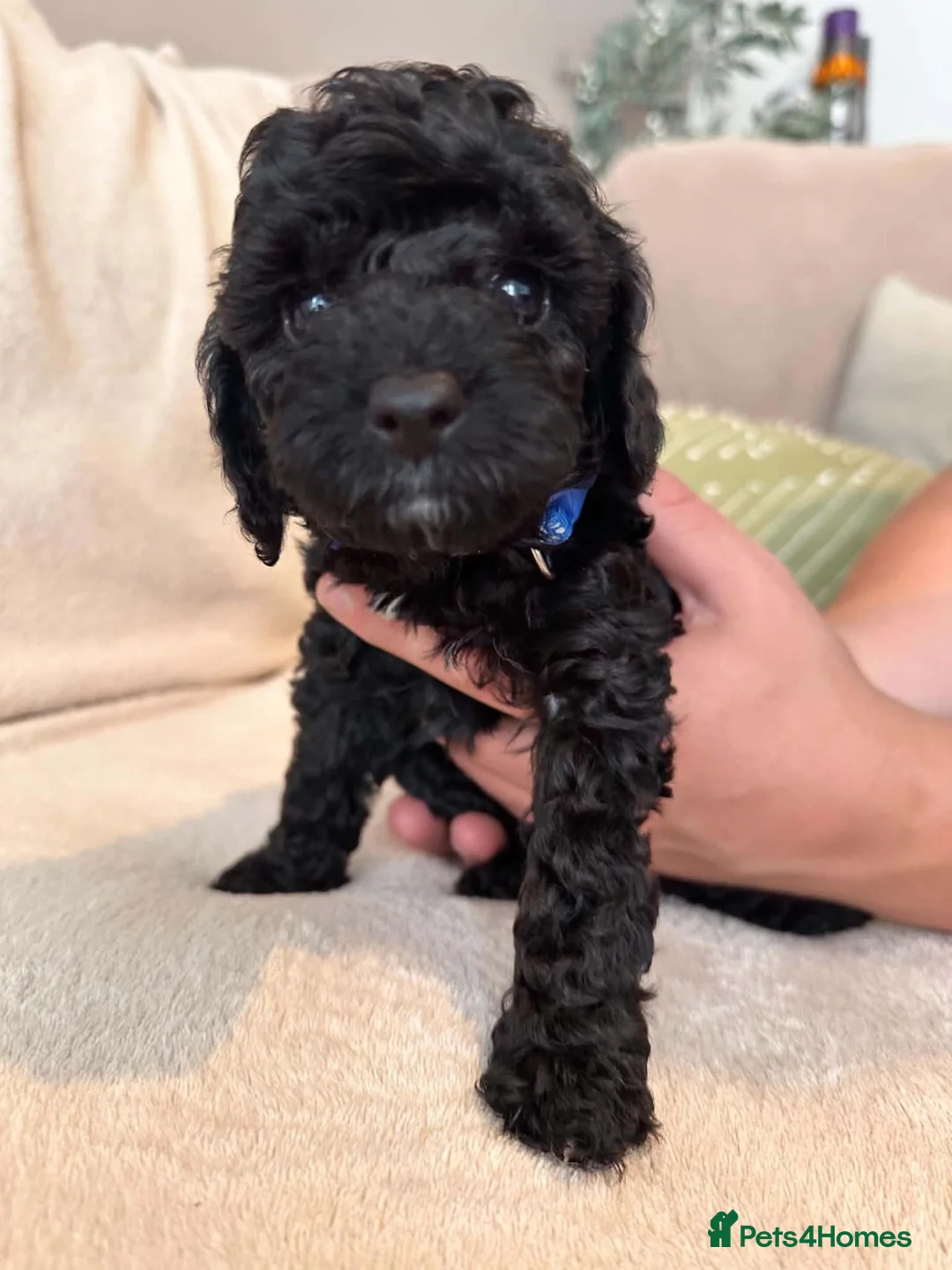 Cockapoo dogs for sale: Beautiful litter of f2 Cockapoo's in Weston-super-Mare - Advert 2