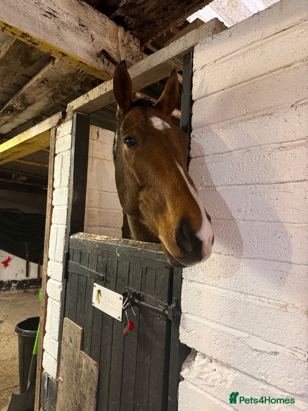 English Thoroughbred horses for sale: For Sale: 16hh 5-year-old Thoroughbred gelding - Advert 7