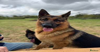 German Shepherd dogs - Advert 1