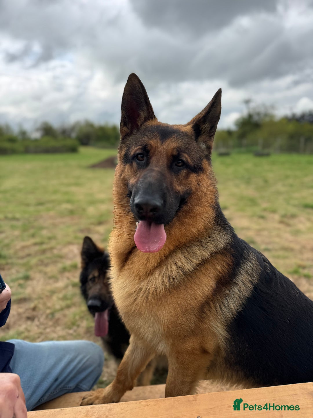 German Shepherd dogs for sale: Stunning German Shepherd/Utonagan Puppies  - Image 3