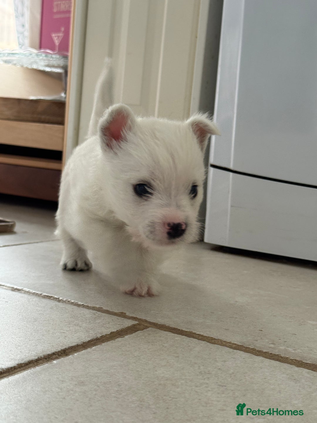 West Highland Terrier dogs for sale: Pure Breed West Highland Terrier - Advert 8