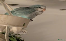 Parakeets birds for sale: Tamed hand reared baby Quaker parrots DNA tested  - Image 9