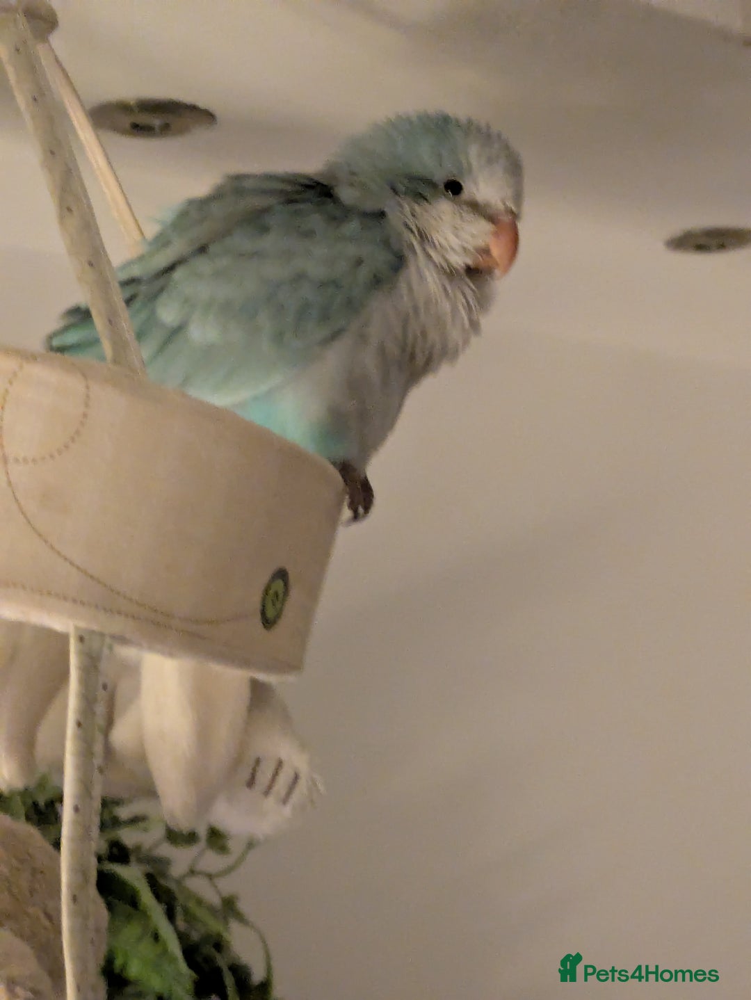 Parakeets birds for sale: Tamed hand reared baby Quaker parrots DNA tested  - Image 9