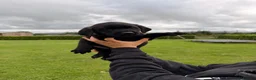 Labrador Retriever dogs for sale: Stunning Labrador pups for sale  - Advert 7